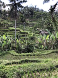 Tegalalang Rice Terrace with large palm trees.